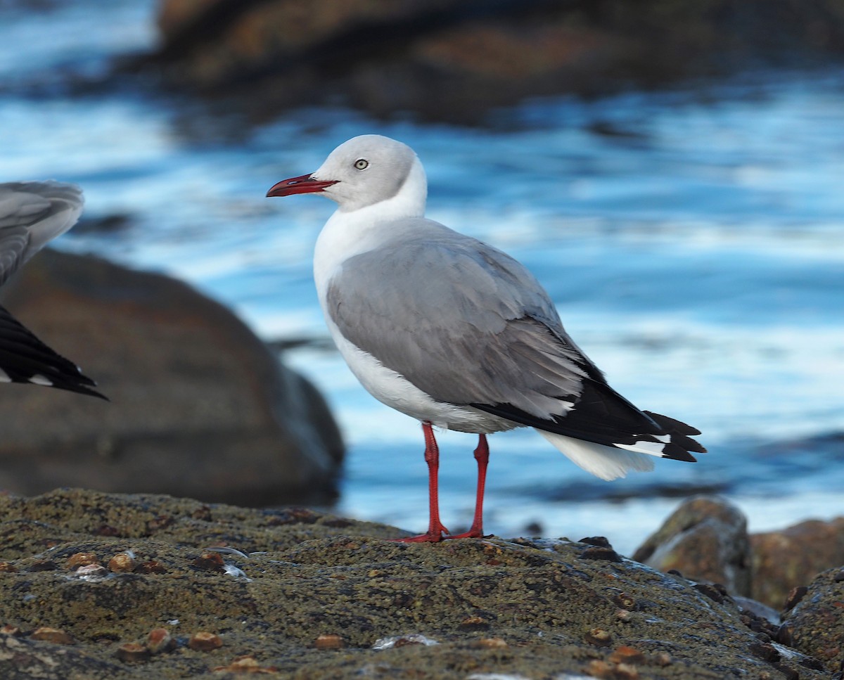 Gray-hooded Gull - ML646834041