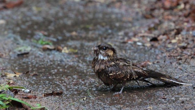 Common Pauraque - ML646834042