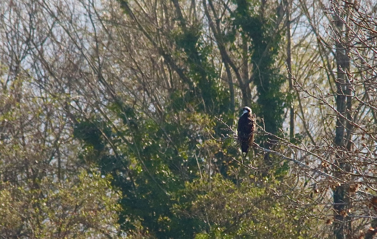 Balık Kartalı - ML646834043