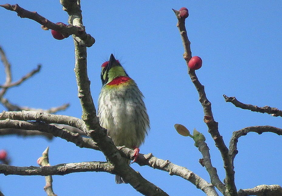 Barbu à plastron rouge - ML646834044