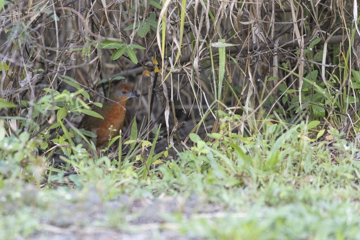 Amazonienralle - ML646834045