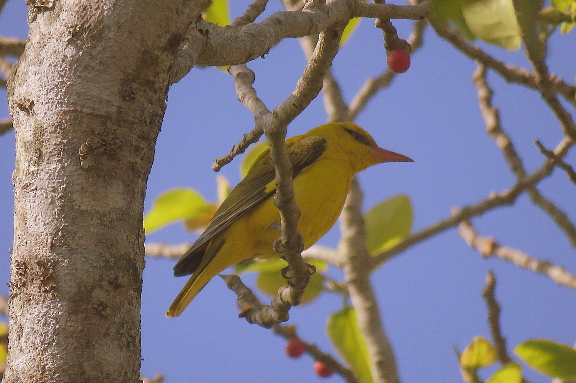 Loriot indien - ML646834047