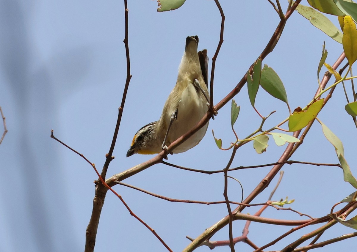 Streifenpanthervogel (ornatus) - ML646834048
