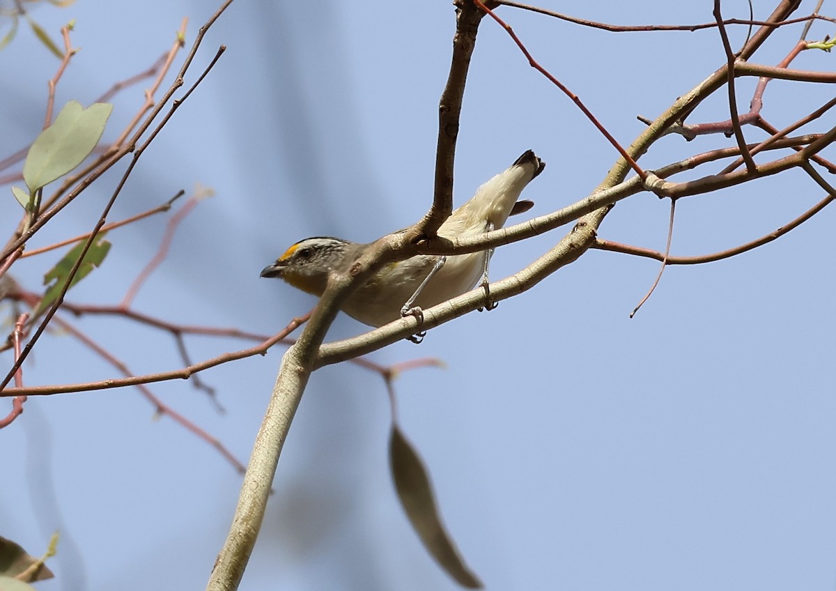 Streifenpanthervogel (ornatus) - ML646834049