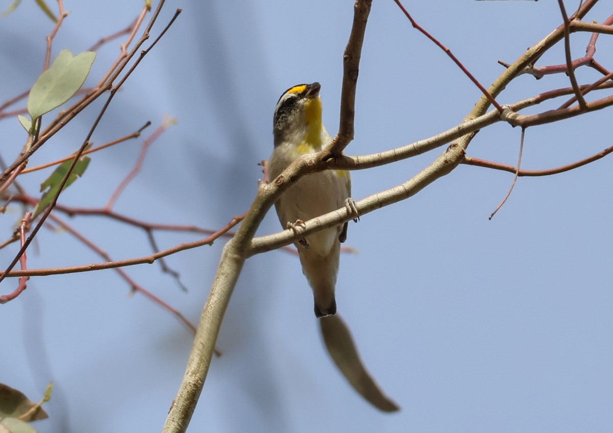 Streifenpanthervogel (ornatus) - ML646834050