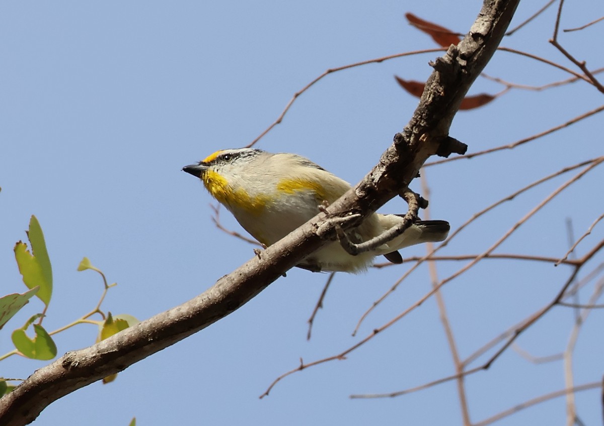 Streifenpanthervogel (ornatus) - ML646834051