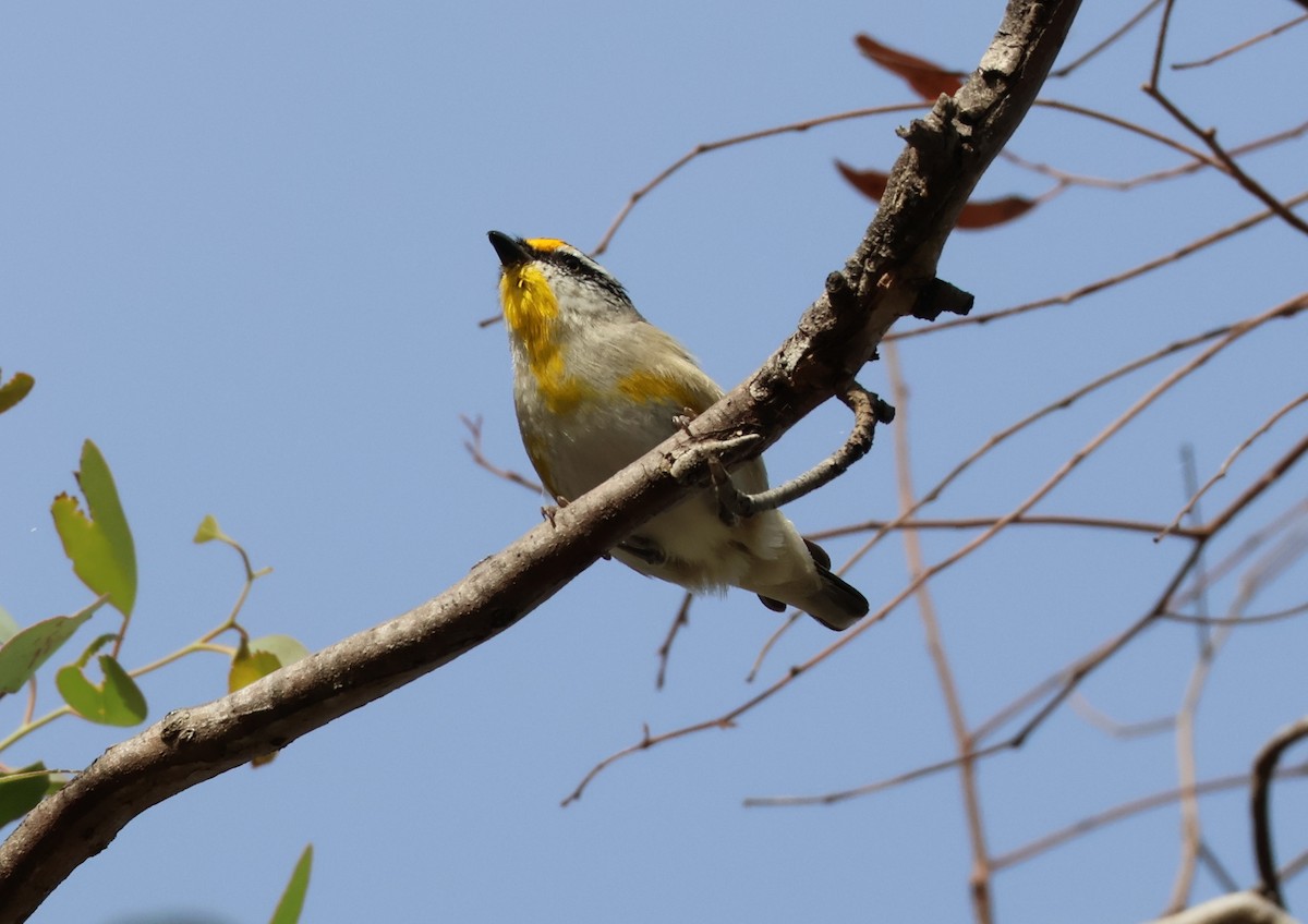 Streifenpanthervogel (ornatus) - ML646834052