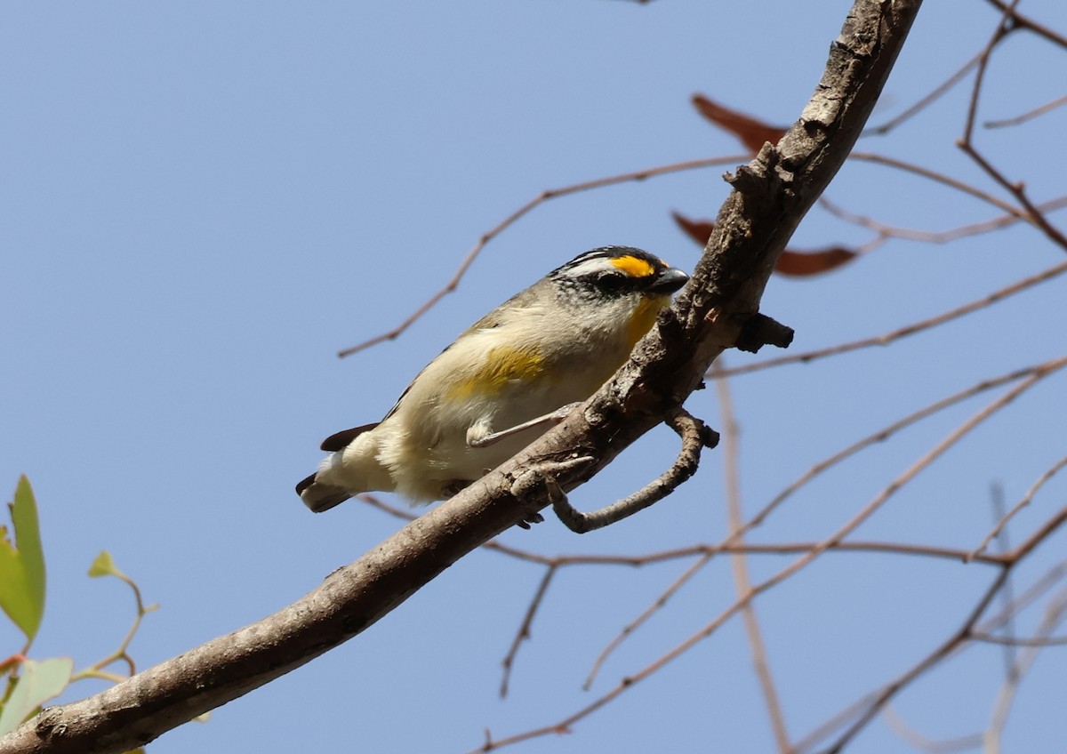 Streifenpanthervogel (ornatus) - ML646834053