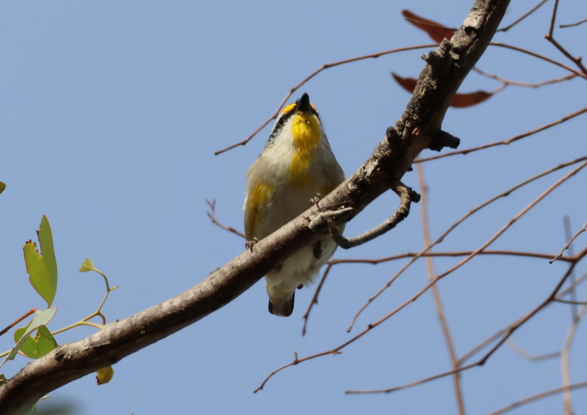 Streifenpanthervogel (ornatus) - ML646834054