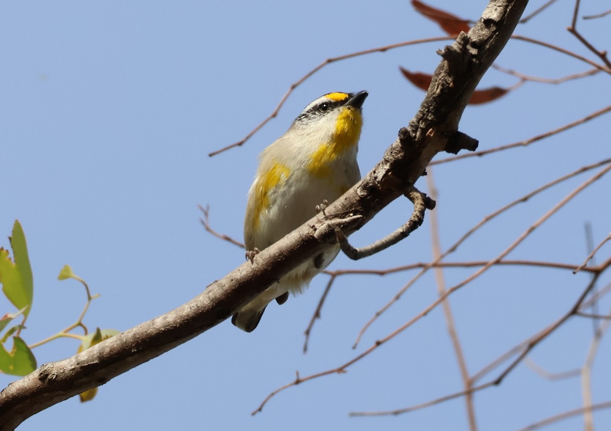 Streifenpanthervogel (ornatus) - ML646834055