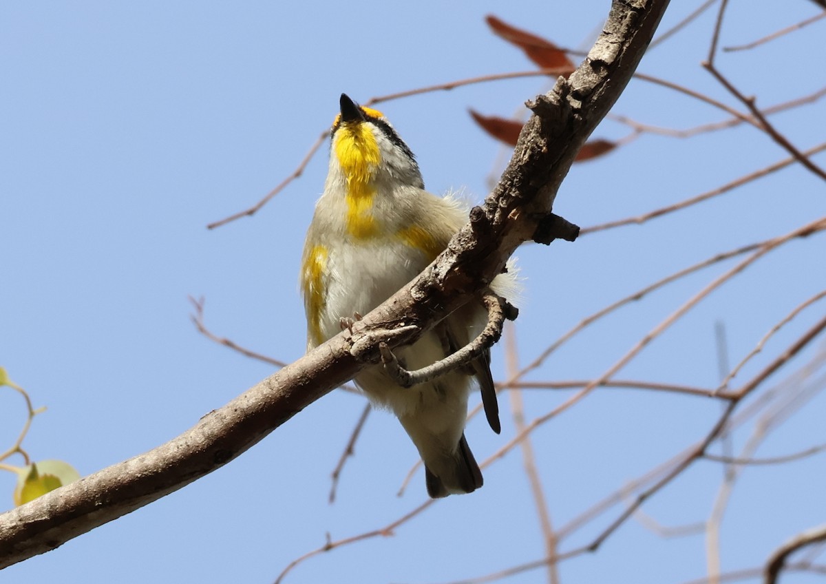 Streifenpanthervogel (ornatus) - ML646834056