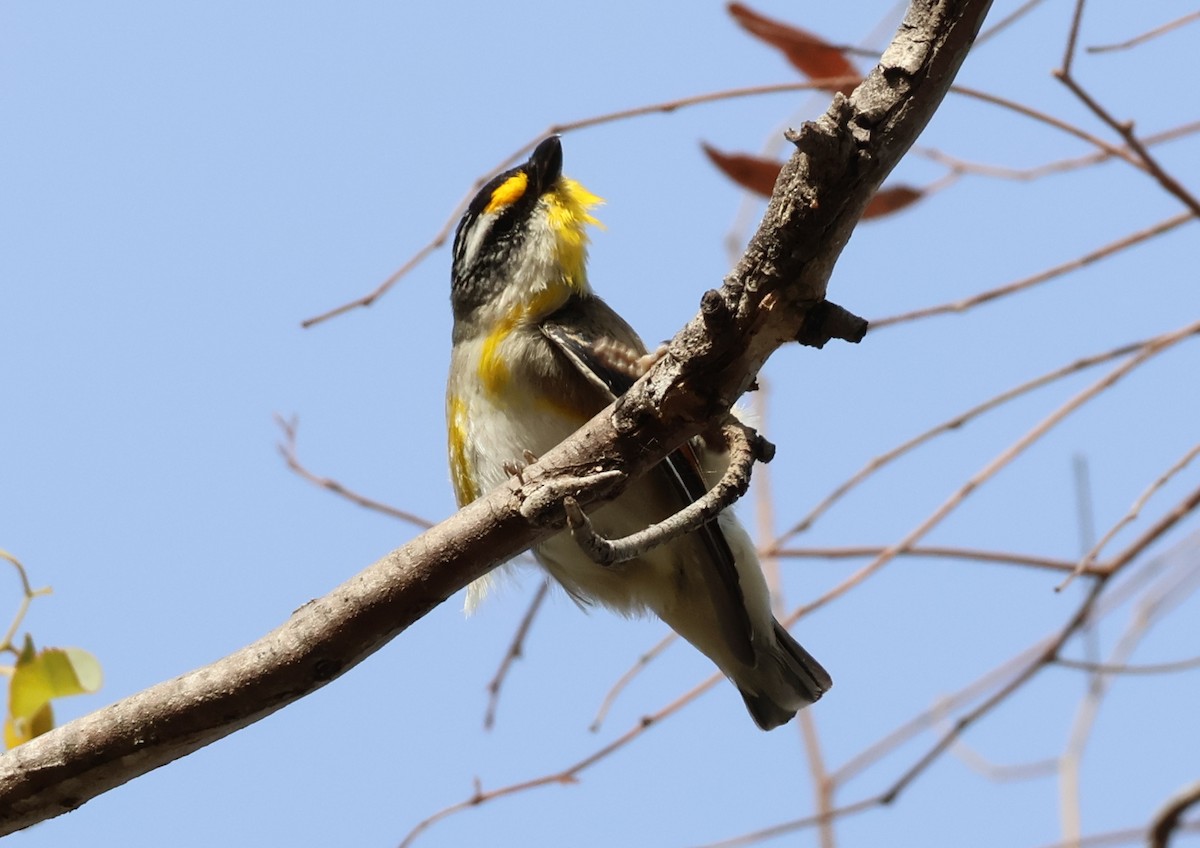 Streifenpanthervogel (ornatus) - ML646834057