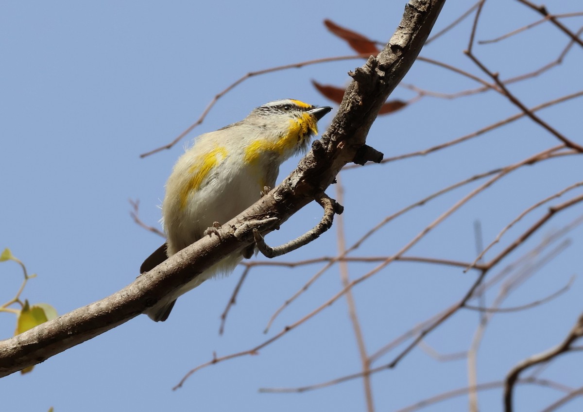 Streifenpanthervogel (ornatus) - ML646834058