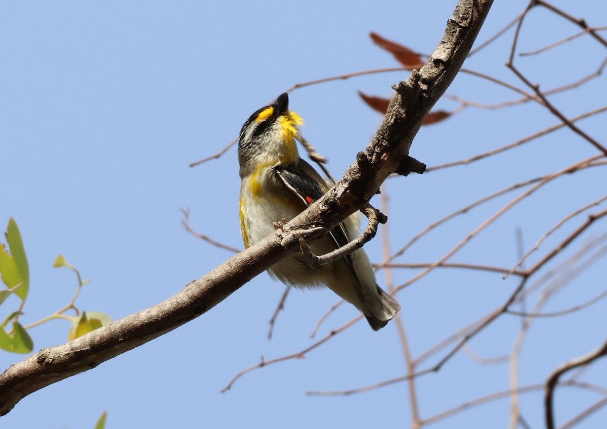 Streifenpanthervogel (ornatus) - ML646834059