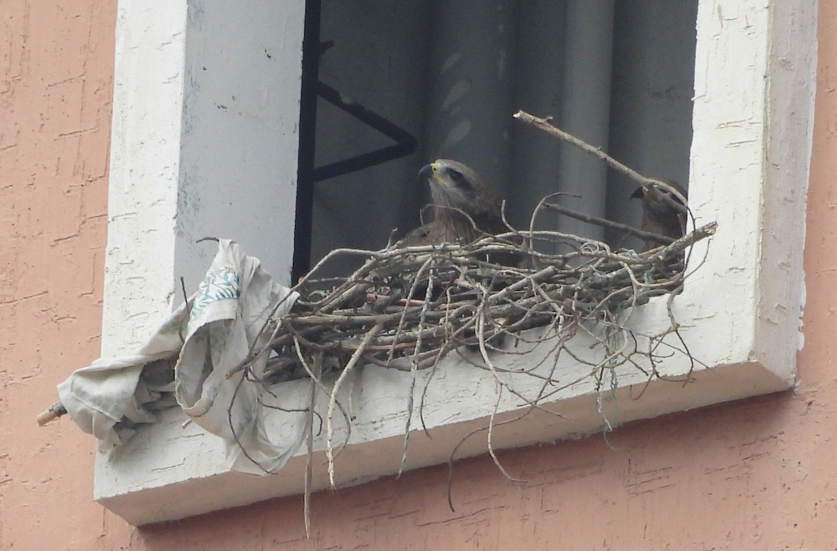 Black Kite - ML646834060