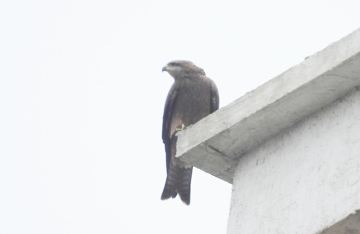 Black Kite - ML646834061