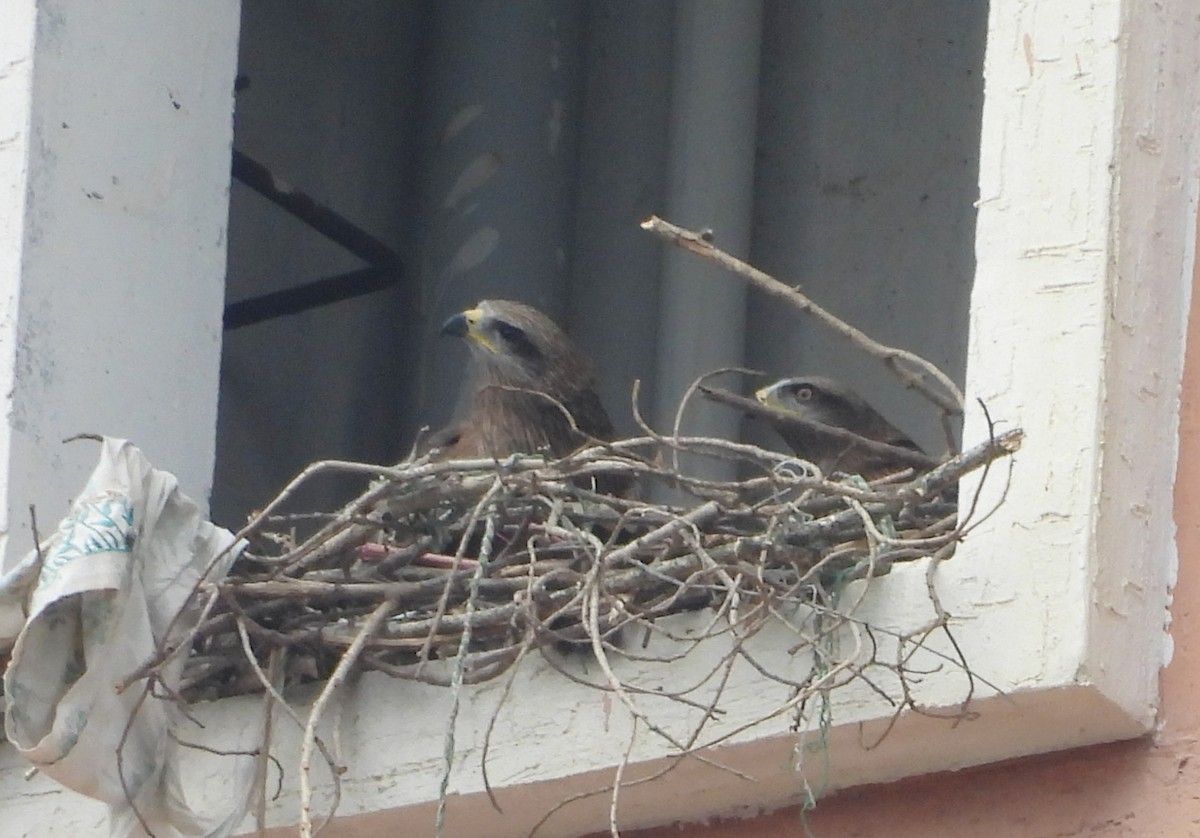 Black Kite - ML646834062