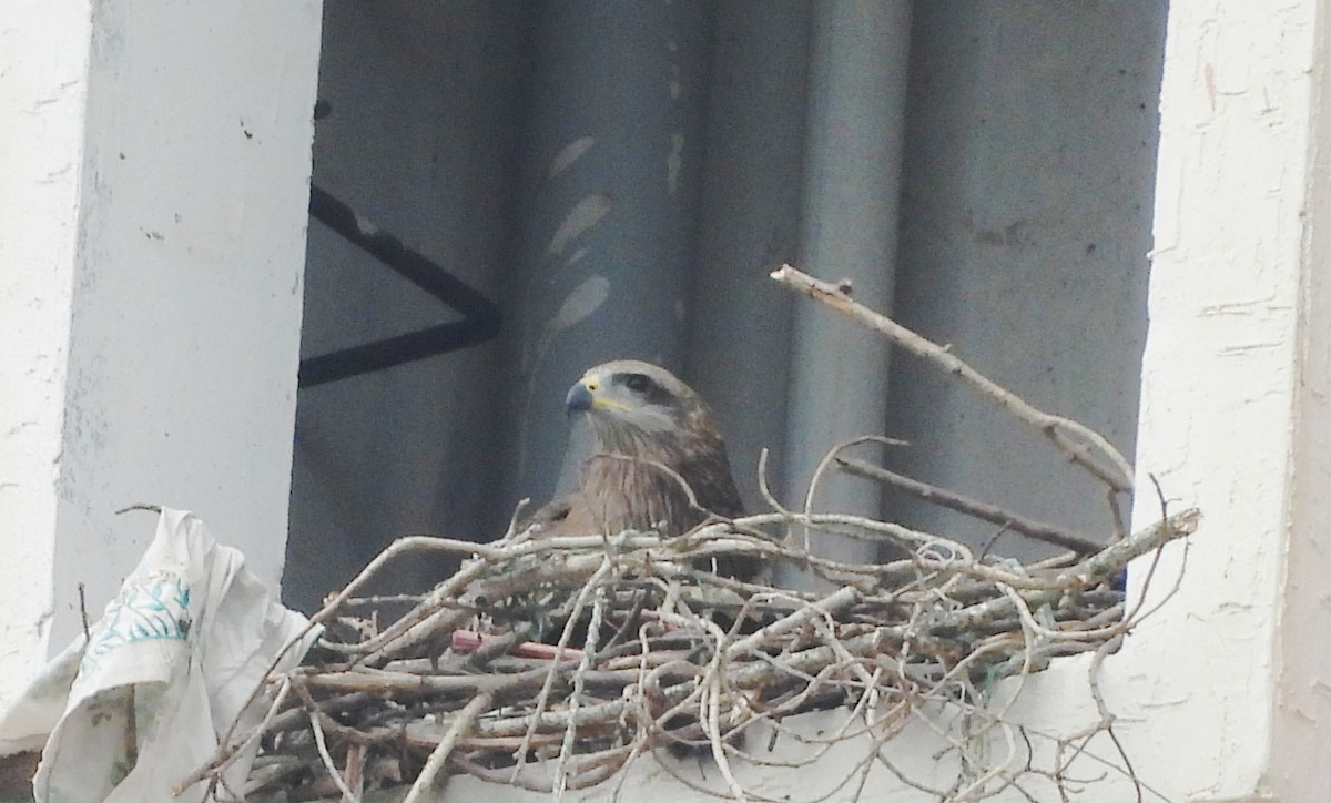 Black Kite - ML646834063