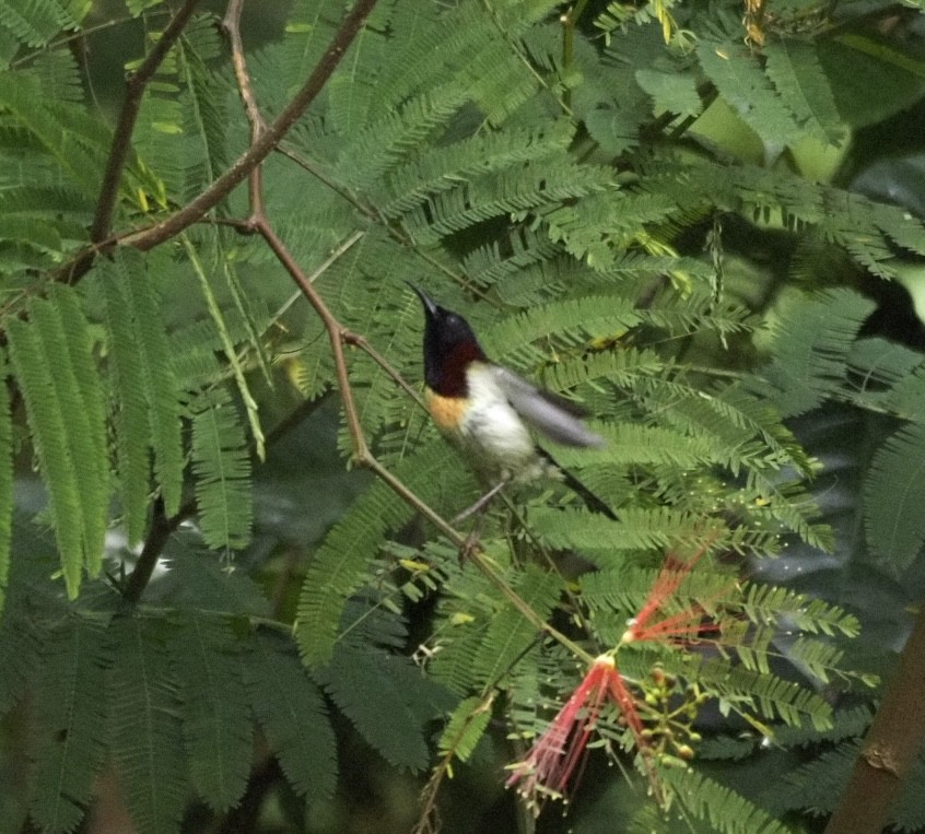 Kara Gerdanlı Nektarkuşu - ML646834064