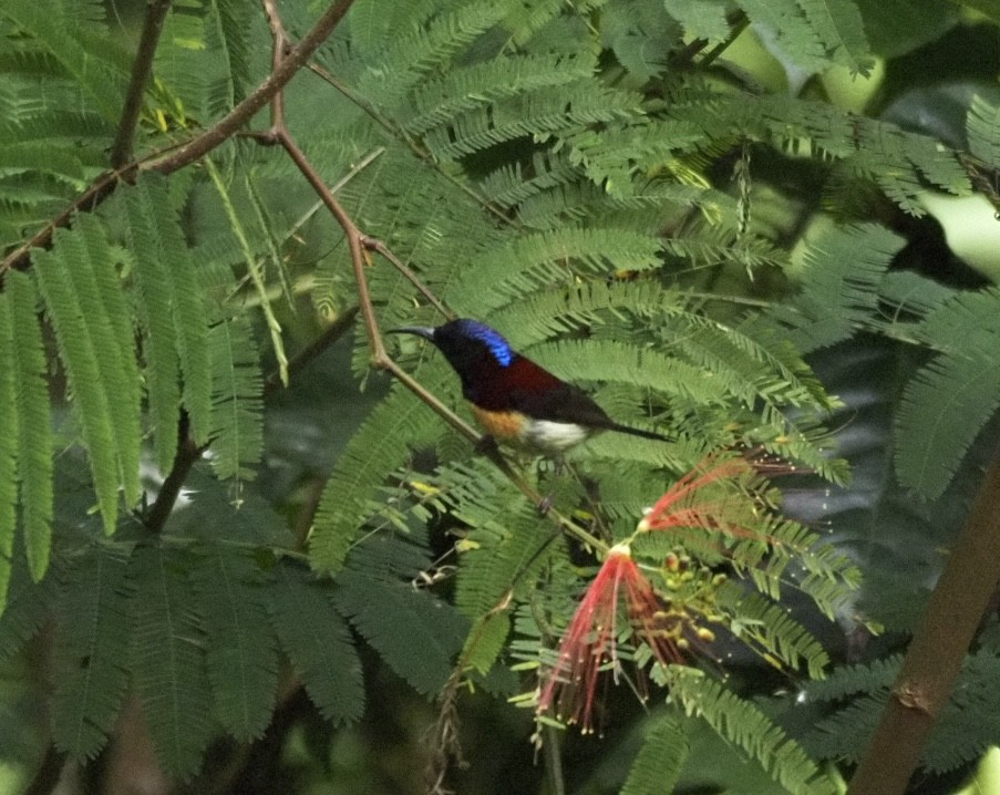 Kara Gerdanlı Nektarkuşu - ML646834065