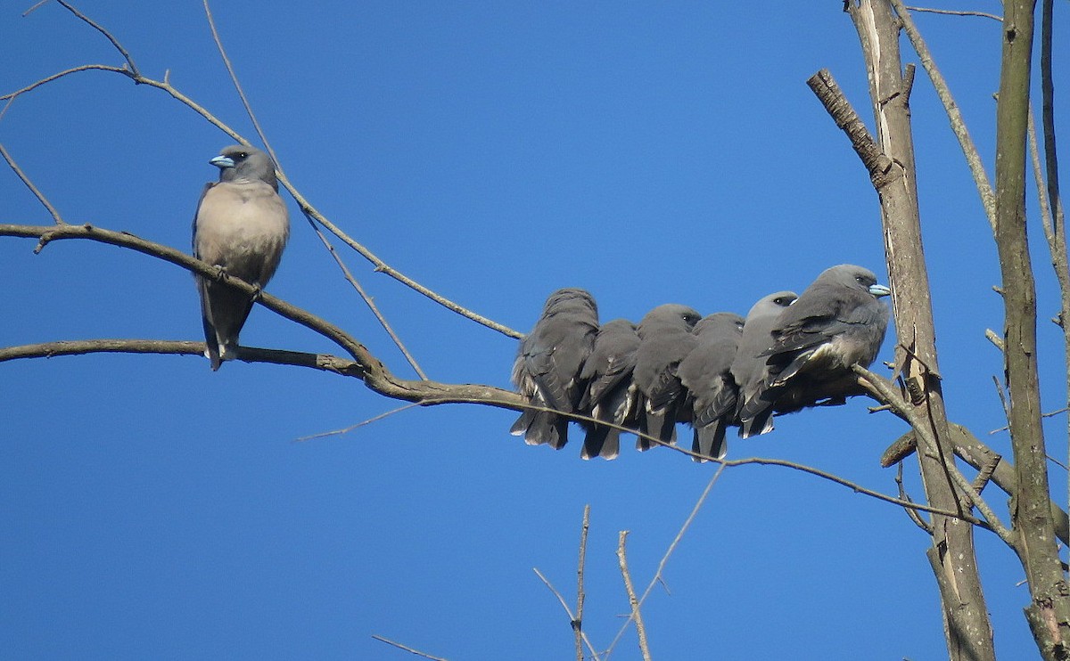 Langrayen brun - ML646834066