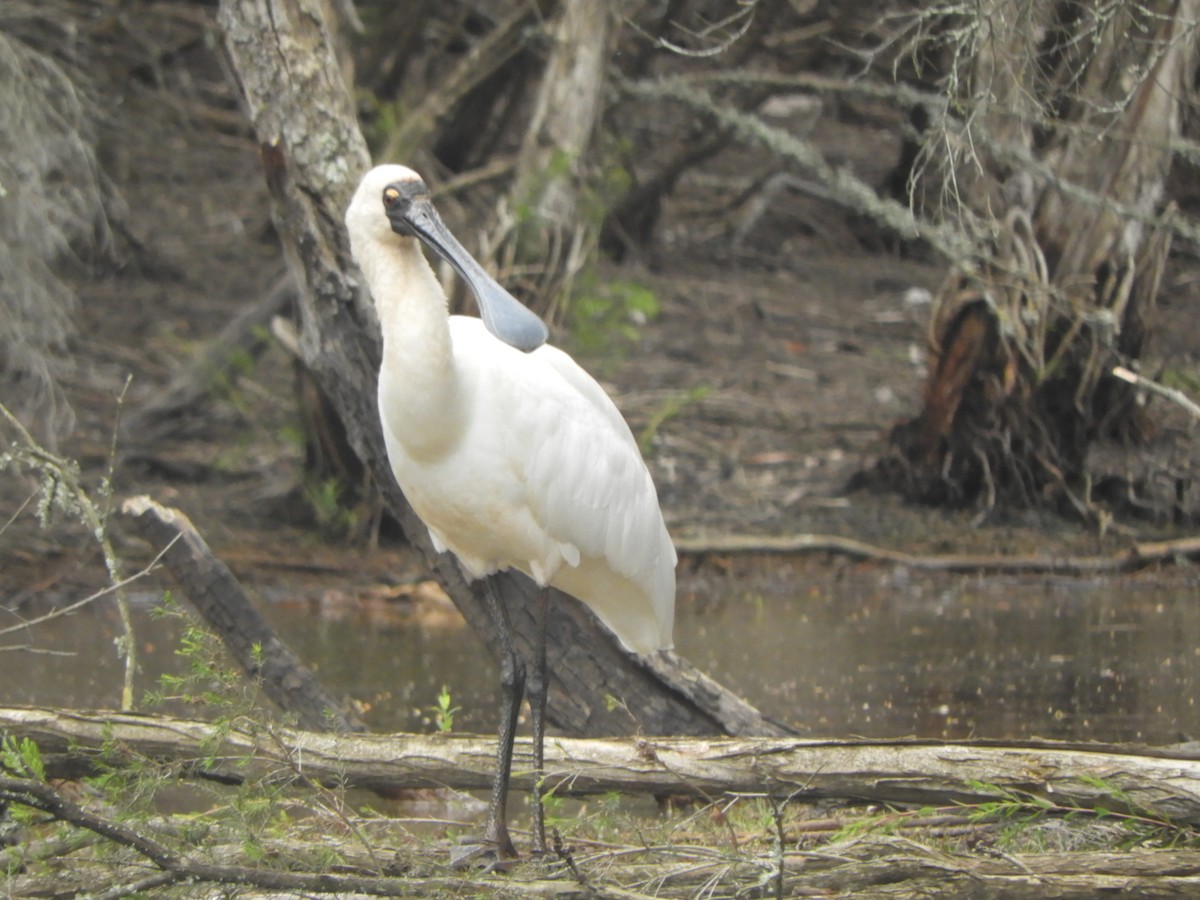 Royal Spoonbill - ML646834069