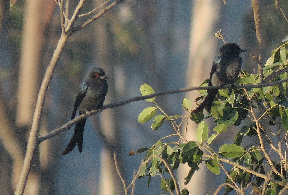 Drongo cendré - ML646834070