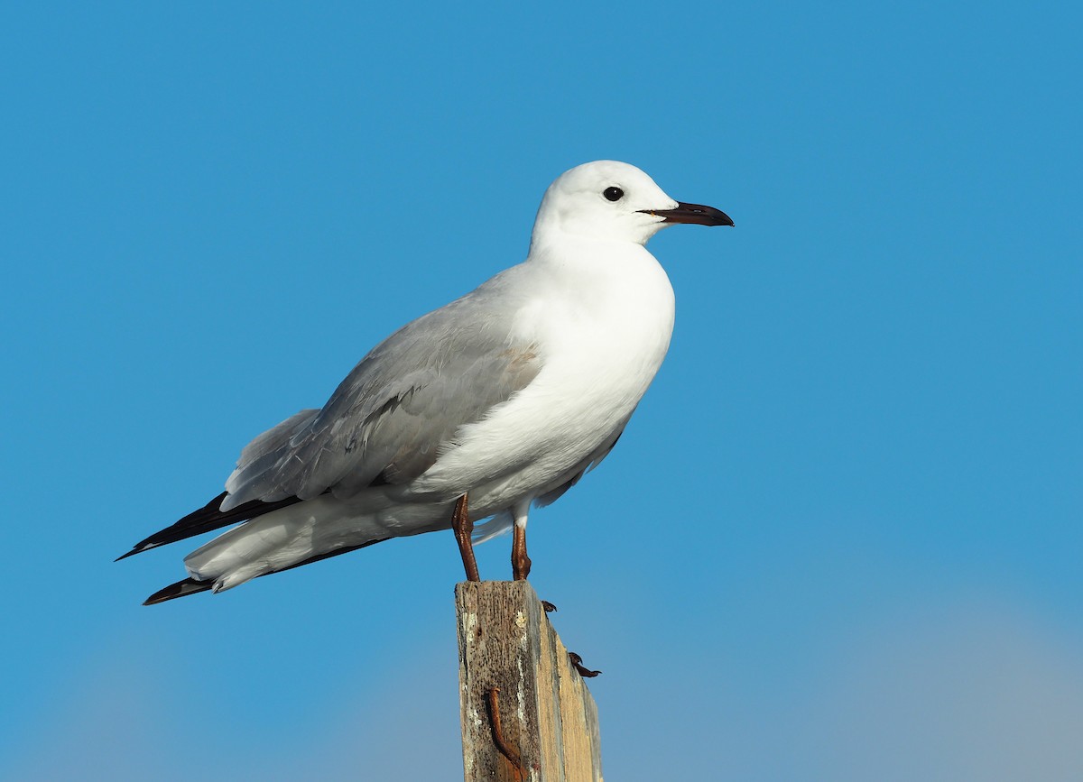 Hartlaub's Gull - ML646834072