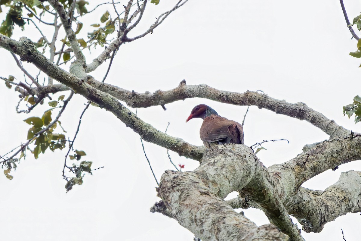 Scaled Pigeon - ML646834074