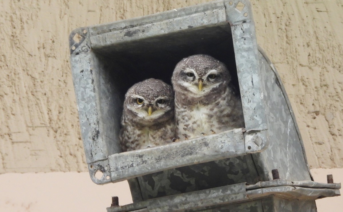 Spotted Owlet - ML646834075