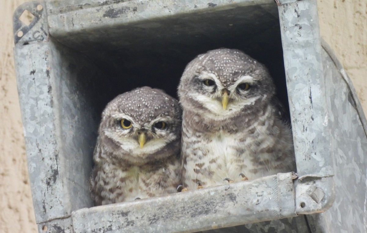 Spotted Owlet - ML646834076