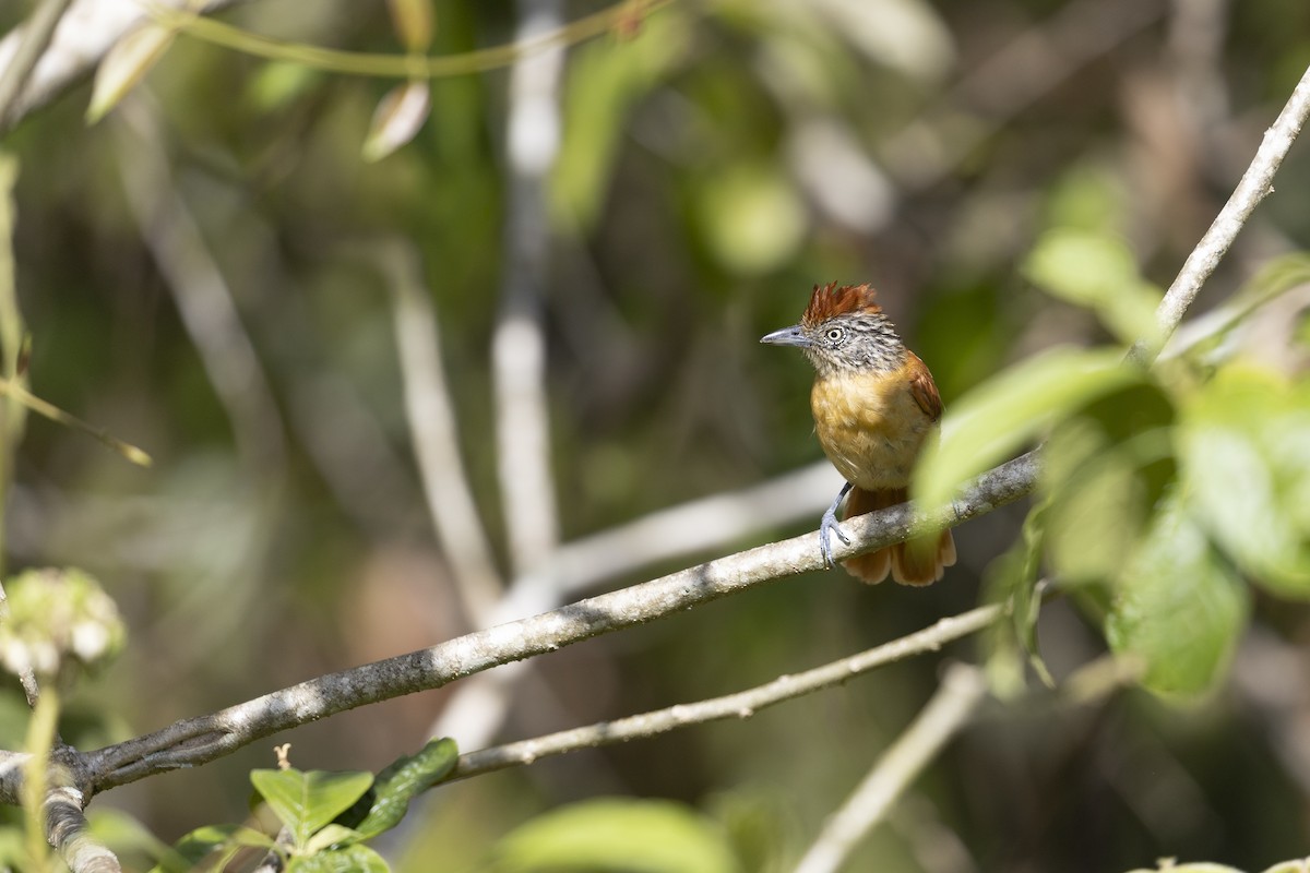 シマアリモズ - ML646834077