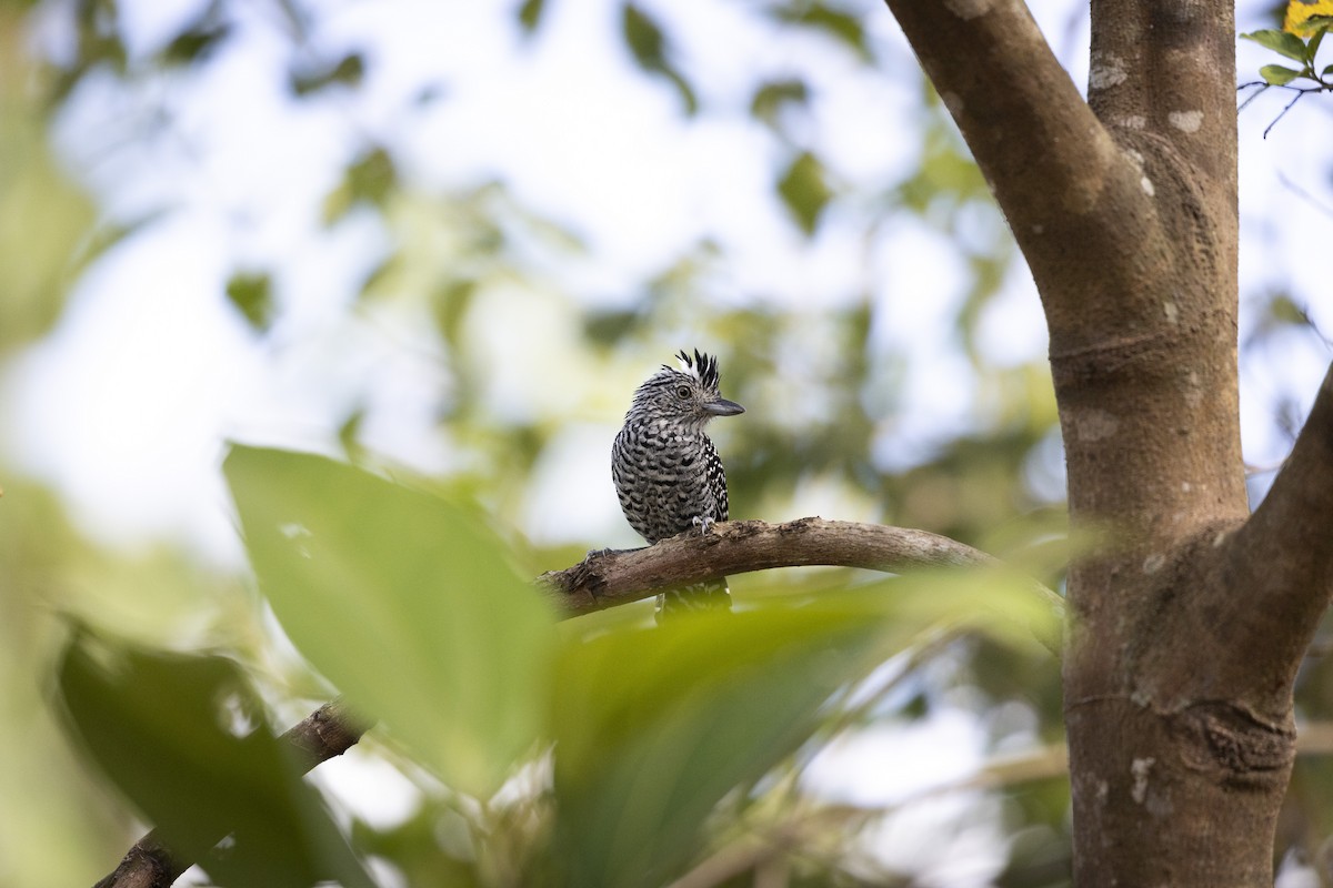 シマアリモズ - ML646834078