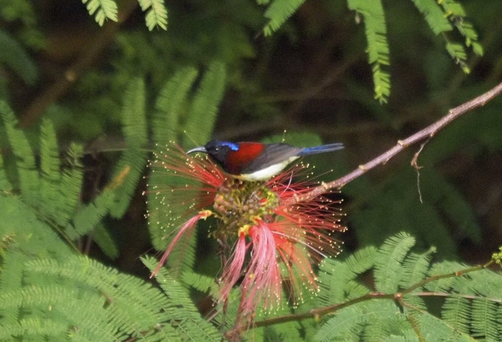 Kara Gerdanlı Nektarkuşu - ML646834079