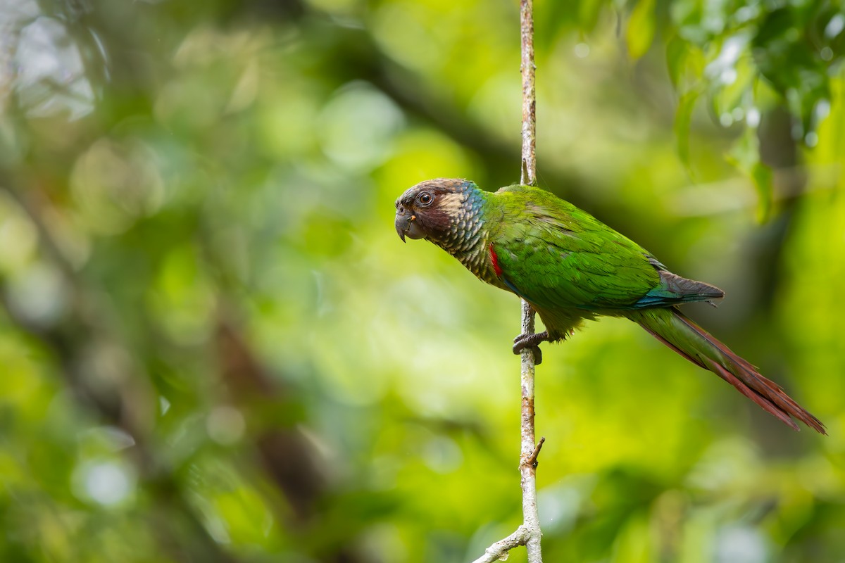 Котора бразильський - ML646834080