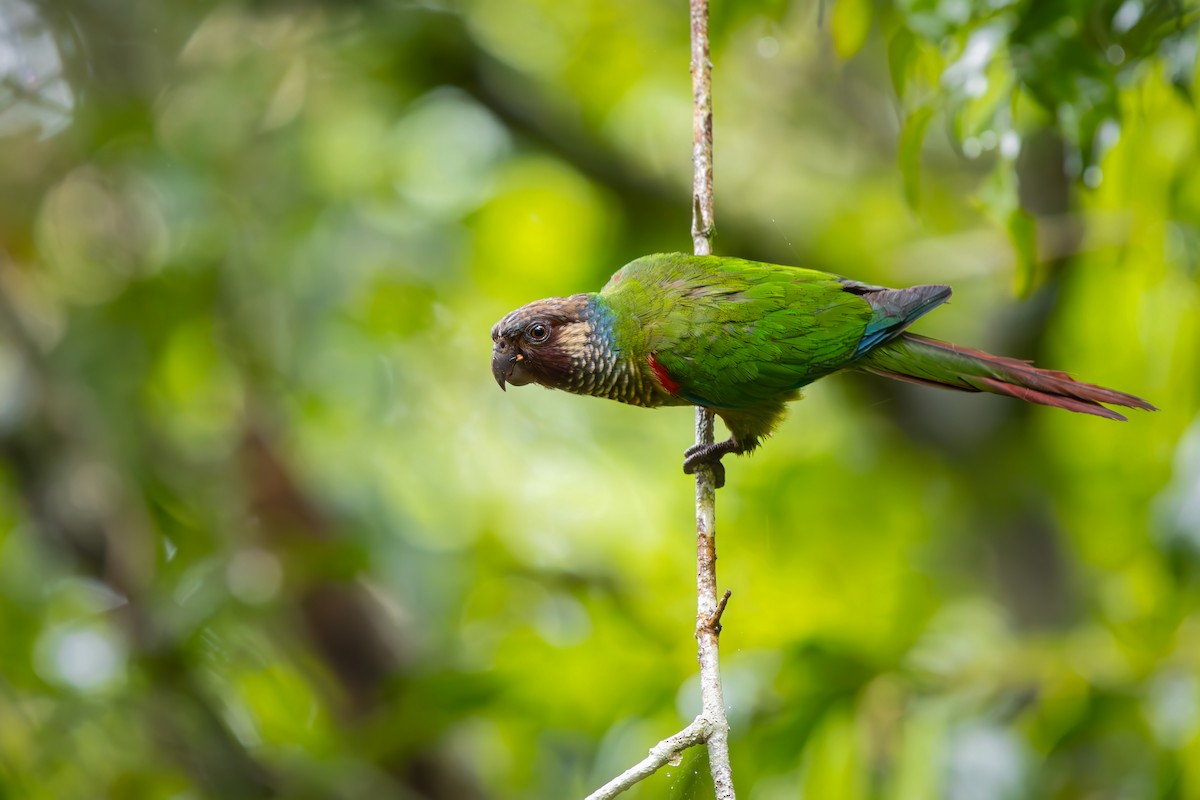 Котора бразильський - ML646834081