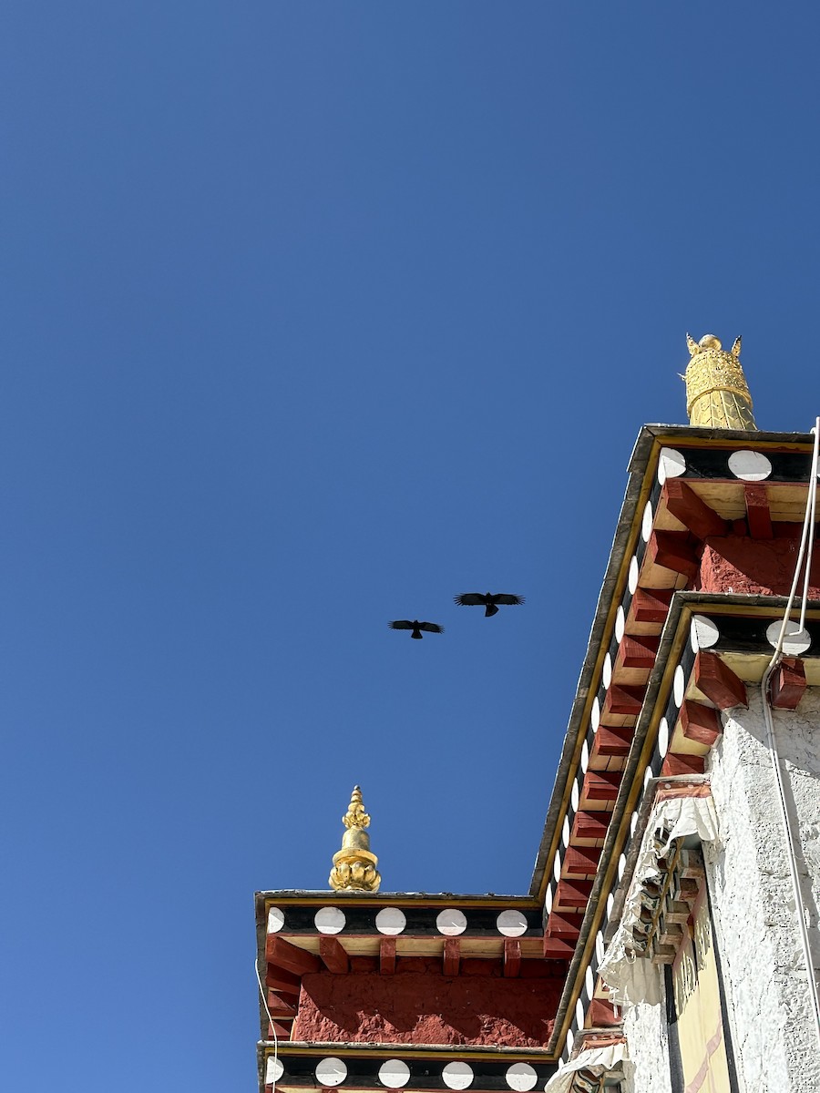 Галка альпійська червонодзьоба - ML646834082