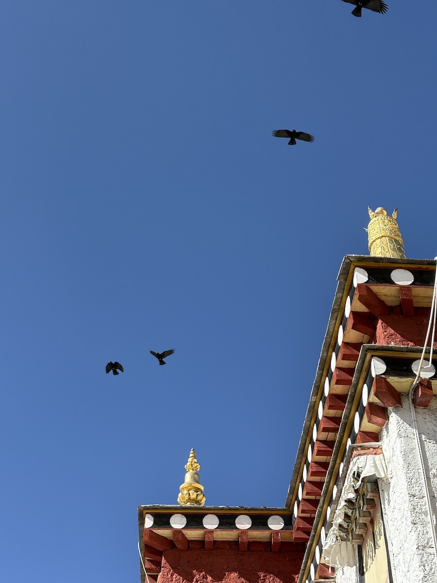 Галка альпійська червонодзьоба - ML646834083