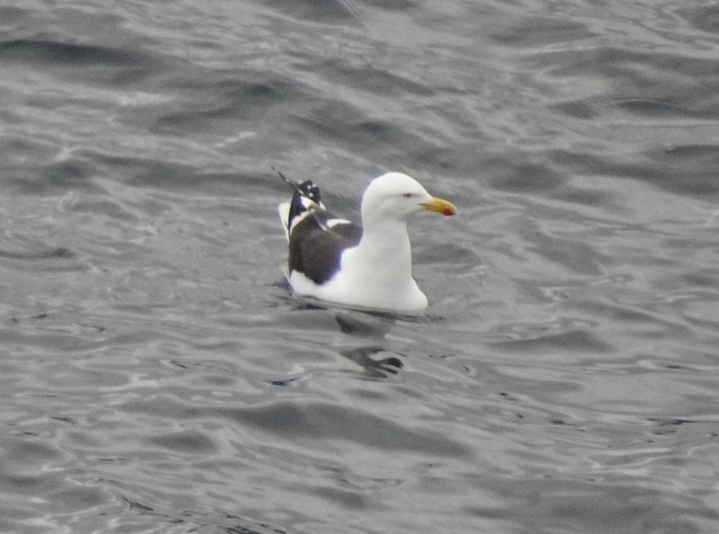 Kelp Gull - ML646834084