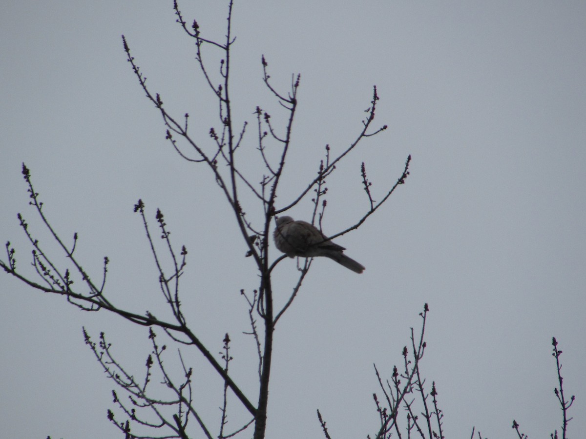תור צווארון - ML646834087