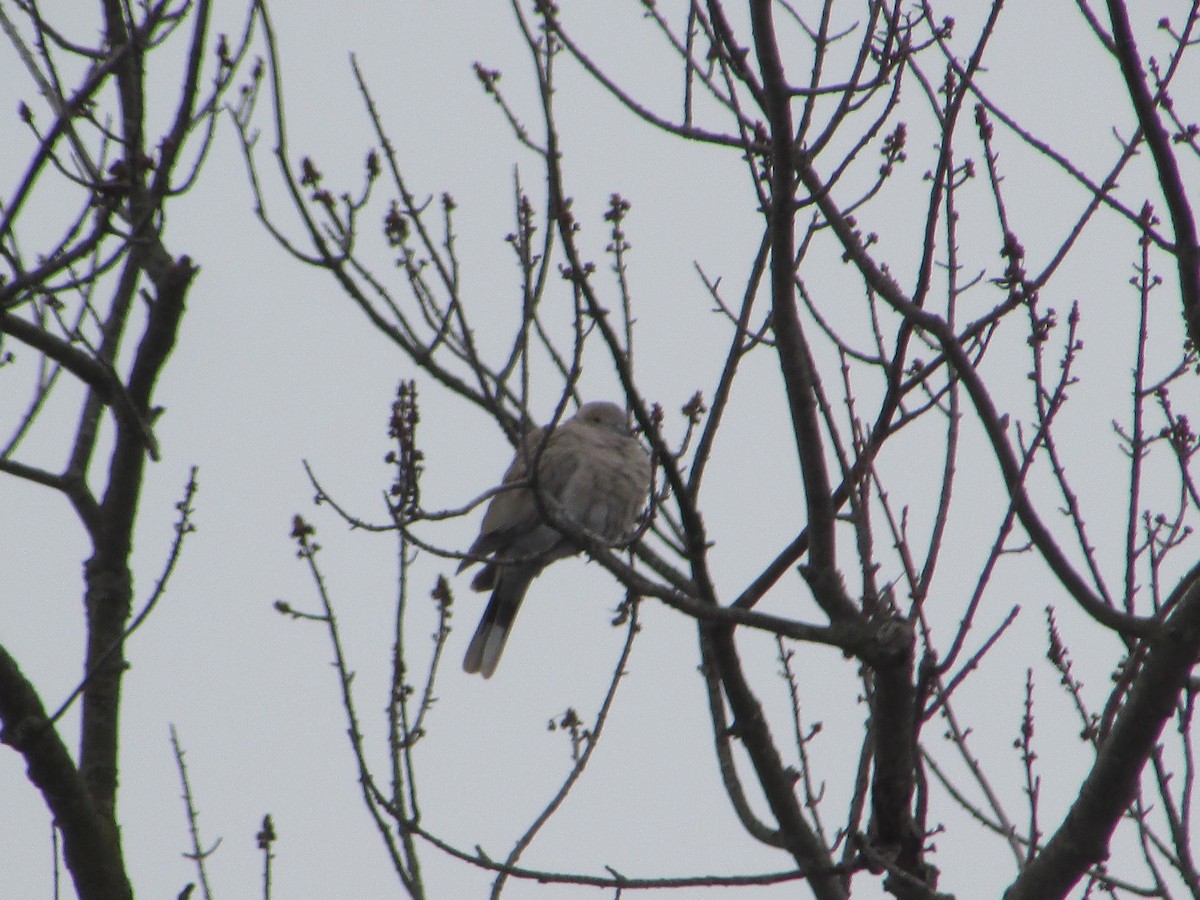 תור צווארון - ML646834088