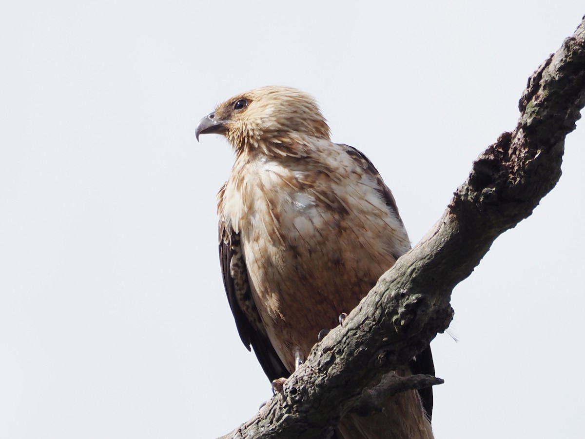 Коршун-свистун - ML646834089