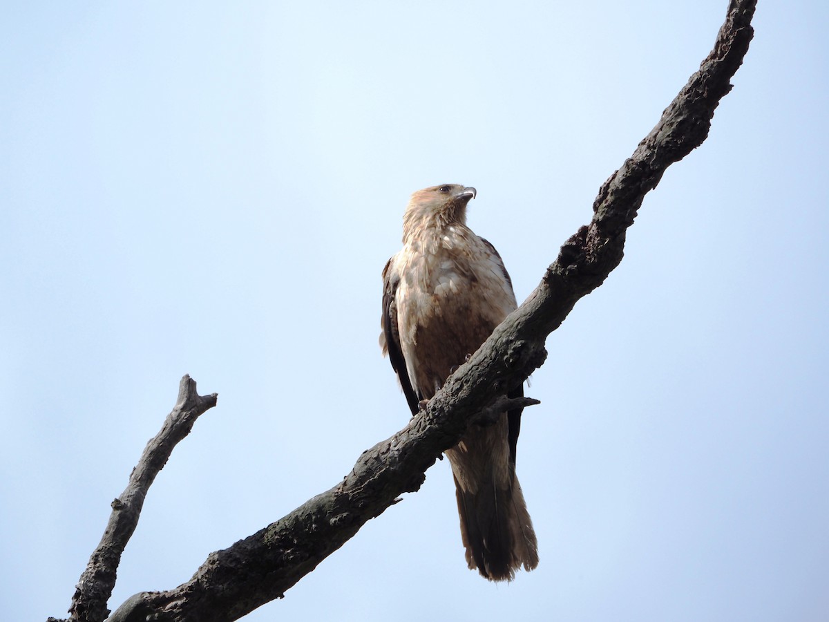 Коршун-свистун - ML646834090