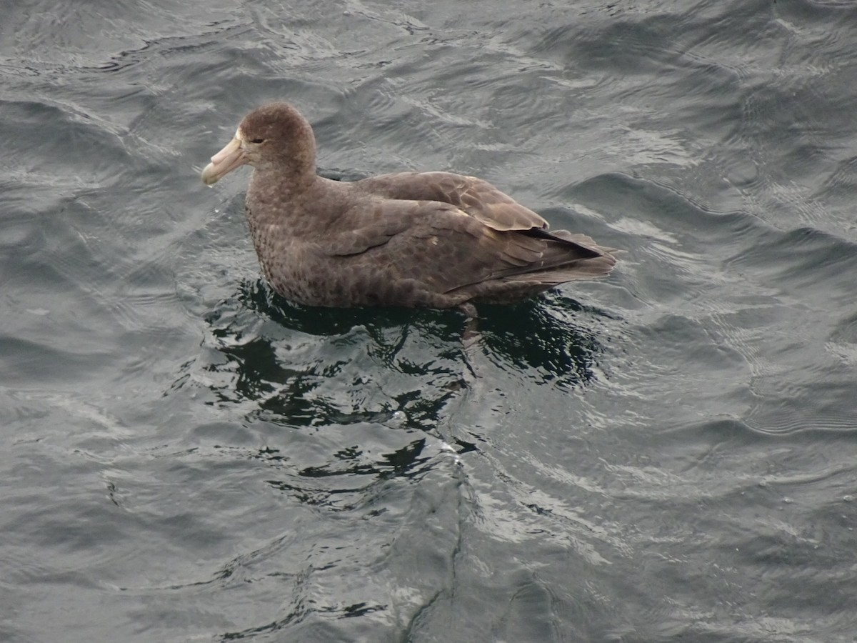 סערון-ענק דרומי - ML646834093