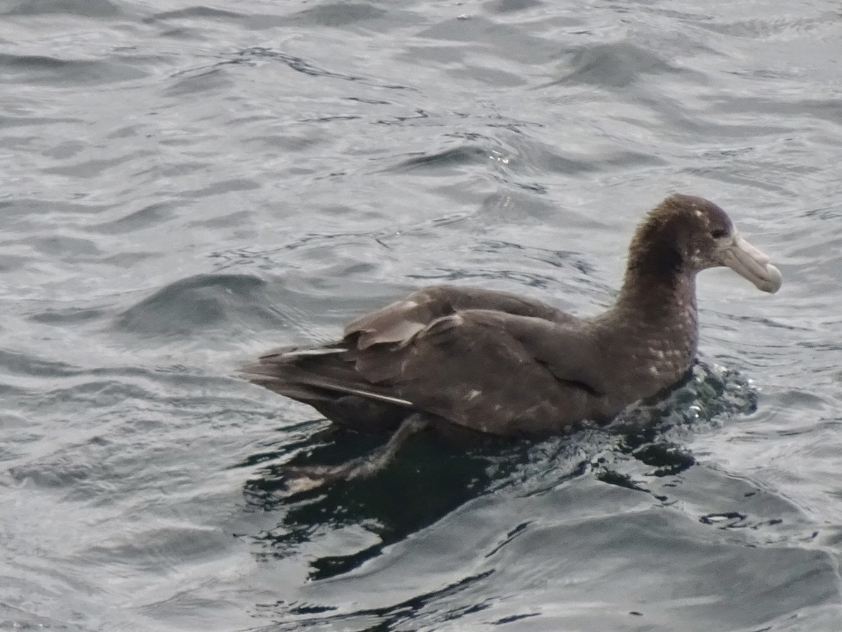 סערון-ענק דרומי - ML646834094