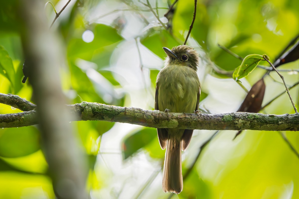 Eastern Olivaceous Flatbill - ML646834096