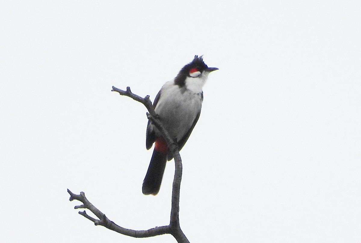 Red-whiskered Bulbul - ML646834097