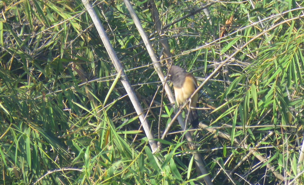 Témia vagabonde - ML646834100