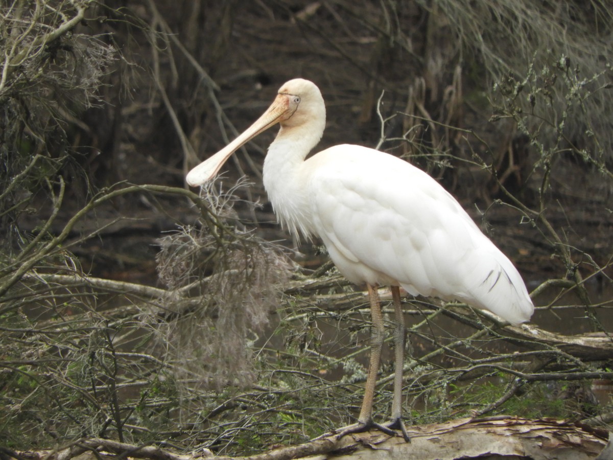 Yellow-billed Spoonbill - ML646834101