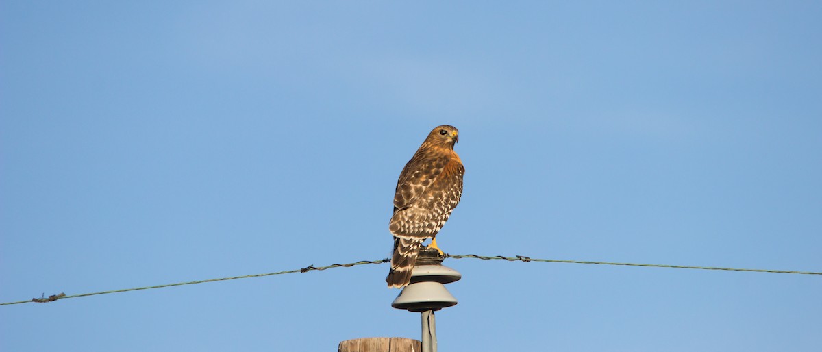 Rotschulterbussard - ML646834103